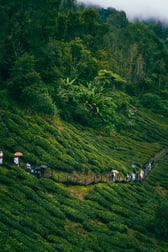 Cameron Highlands photo