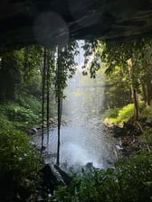 Dorrigo National Park photo