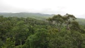 Daintree Rainforest photo