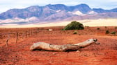 Flinders Ranges photo