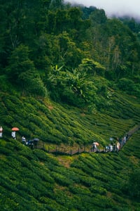 Cameron Highlands photo