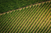Colchagua Valley photo
