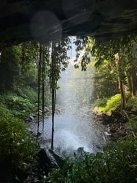 Dorrigo National Park photo
