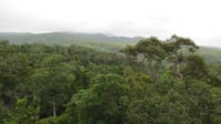 Daintree Rainforest photo